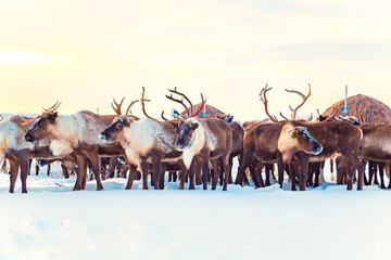 A herd of reindeer in the snowy tundra. Life in the Arctic. © lizavetta