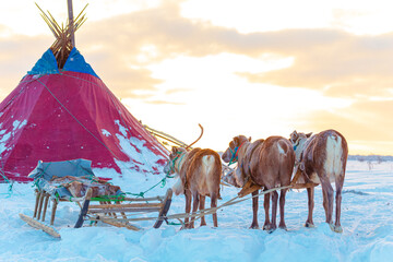 A reindeer team with a sleigh near a chum, the traditional dwelling of Nenets reindeer herders. © lizavetta