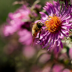 a hoverfly, likely of the genus Eristalis , resembling a bee, gathering nectar from a perennial aster with a bright orange center © Владимир Лис