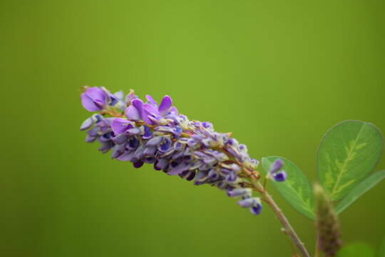 Beautiful tropical Asian foxtail blossom close up