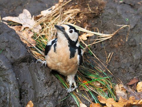 Great Spotted Woodpecker (Dendrocopos major) drinking from a forest stream