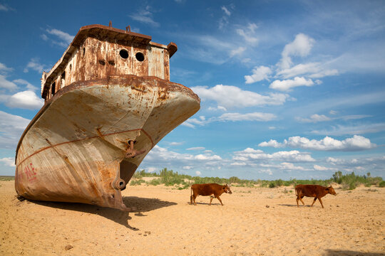 Two brown cows walk across the sand past the huge rusting bow of a stranded ship on the dried bed of the Aral Sea, Moynaq, Uzbekistan