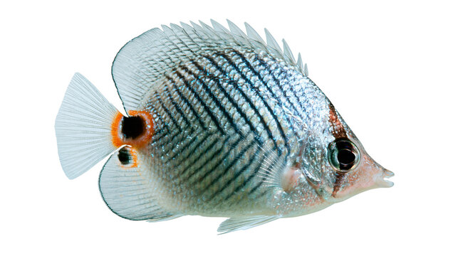 Fourspot butterflyfish with silver scales and black eye spots on tail fin