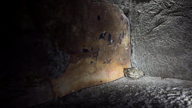 Nocturnal Toad Ambush Hunting Ant by Stone Wall
