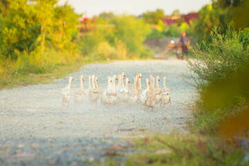 A flock of geese walks along a rural road at sunset. Ninh Binh Province, Vietnam. © lizavetta