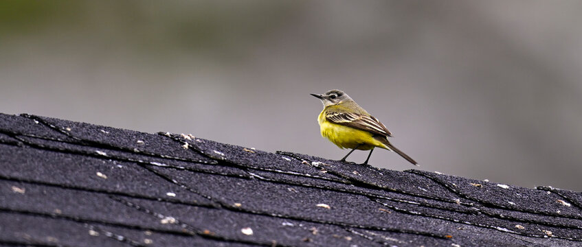 Wiesenschafstelze ssp iberiae // Western yellow wagtail (Motacilla flava iberiae) - Picos de Europa, Spanien