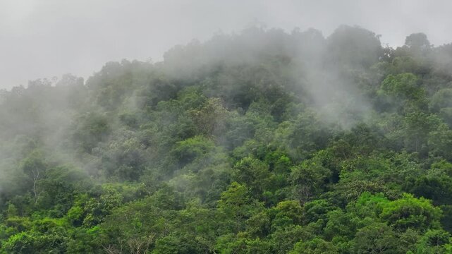 A dense tropical rainforest partially hidden beneath fog, revealing the importance of healthy forest ecosystems in supporting biodiversity, climate stability, and water cycles. Thailand. 4k.
