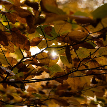 Soleil a travers des feuillages