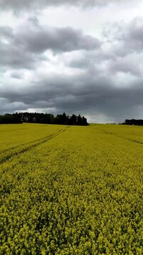 Vertical drone footage flying forward over a yellow agricultural field under cloudy skies
