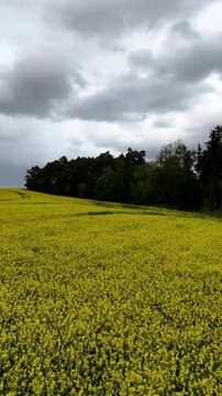 Vertical drone footage flying forward over a yellow agricultural field under cloudy skies