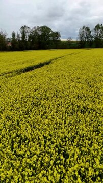 Vertical drone footage flying forward over a yellow agricultural field under cloudy skies