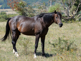 Brown horse with black mane and tail and white leg markings standing in a summer pasture. The animal is surrounded by grasses and wild plants in a natural rural landscape with vegetation. © Frank