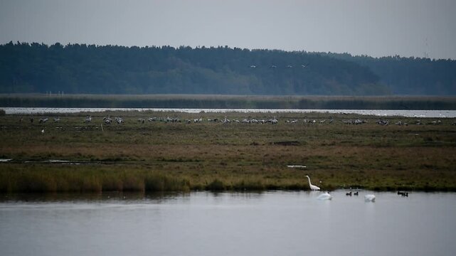 Kraniche auf der Insel Gro&szlig;e Kirr bei Zingst auf dem Dar&szlig;