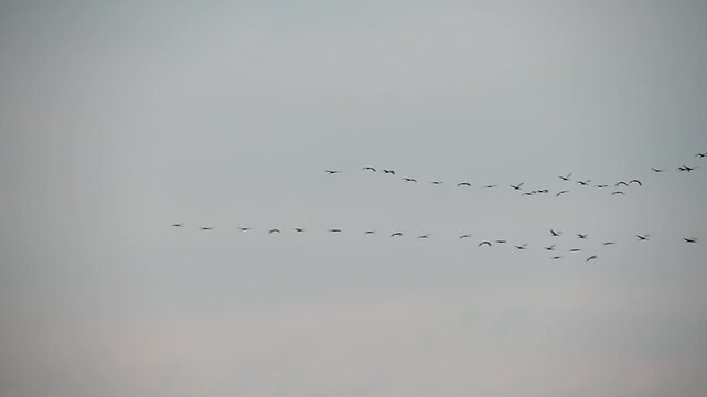 Kraniche fliegen zusammen 