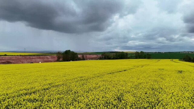 Horizontal drone footage flying over a yellow agricultural field under cloudy skies