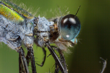 Iridescent Dragonfly Head Macro, Odonata Close-Up Detail © AlMacro