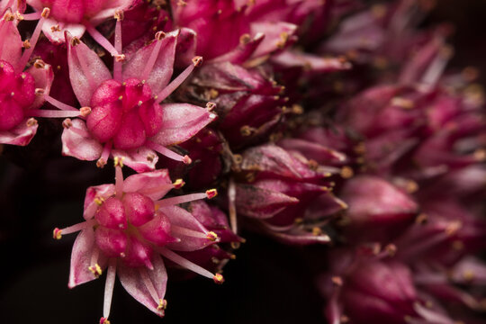 Deep Pink Sedum Telephium Blooms, Matrona Stonecrop Macro Details