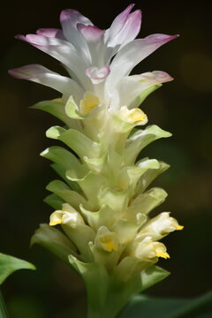 Wild Turmeric Flower Inflorescence Close Up on Green Background