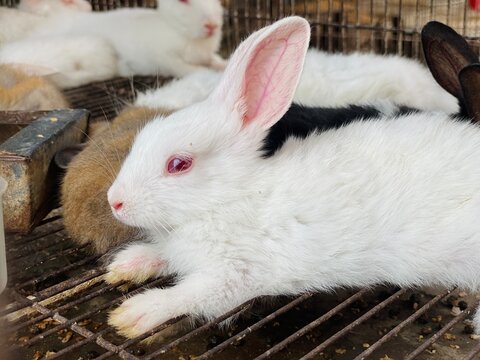 Oryctolagus Cuniculus Albino White Rabbit Red Eyes Wire Cage