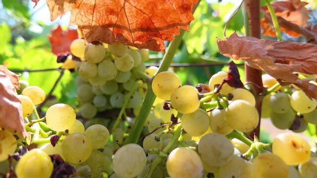 Ripe bunches of white grapes hanging on a vine in a sunny vineyard, ready for harvest during the autumn season. The camera pulls back, revealing the lush foliage and the old vine trunk