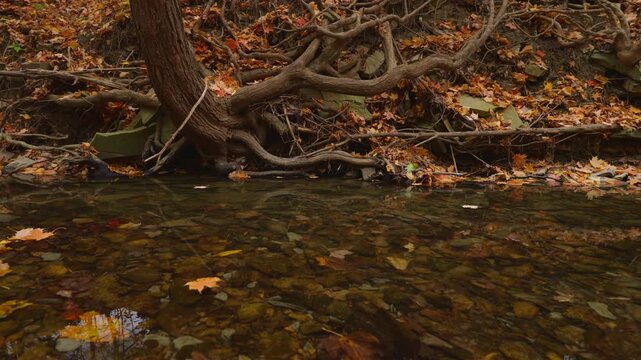 Clear stream water flows past an exposed tree root system along an earthy riverbank. Golden fallen leaves cover the forest floor during autumn in Ontario, Canada.
