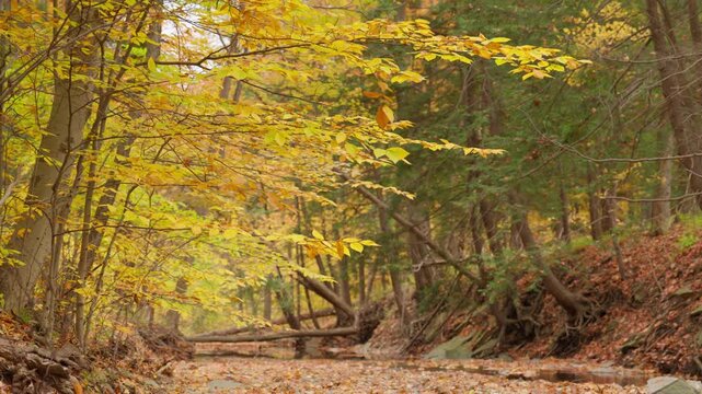 Golden beech and maple foliage arches over a rocky creek bed during peak autumn season. Fallen branches and leaves carpet the peaceful forest ravine.