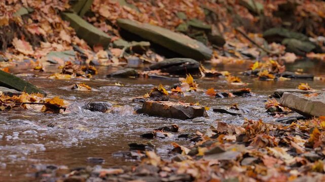 Stream water trickles smoothly across flat stones and fallen leaves at ground level. Golden and orange foliage lines the edge of the shallow forest creek in autumn.