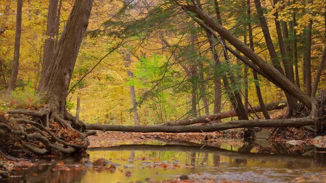 A natural log bridge lies across a calm forest creek surrounded by golden autumn trees. Smooth water reflects the vibrant canopy in a quiet Ontario forest during fall.