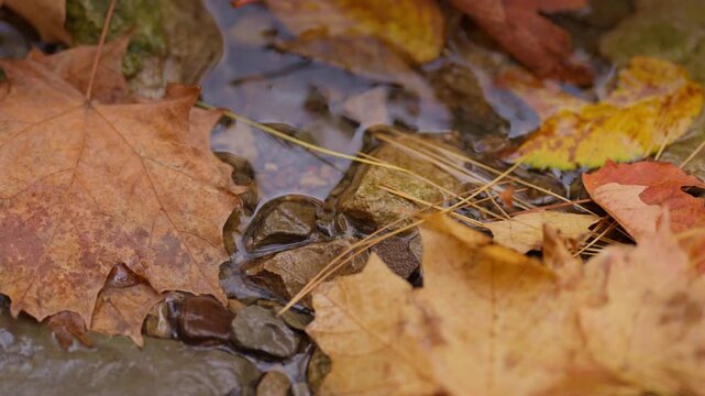 Clear shallow water trickles gently over smooth river stones and submerged pine needles. Golden autumn leaves rest along the stream bed in an Ontario woodland.