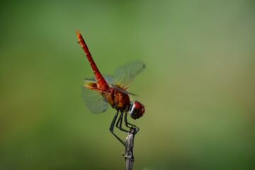 Yellow Female Greater Crimson Glider Dragonfly Resting on Leaf © MDAL