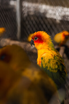 A vibrant sun conure parrot with bright orange, yellow, and green feathers perched in an enclosure. Beautiful captive exotic bird in soft lighting.