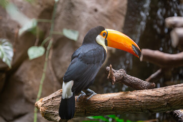 Toco toucan (Ramphastos toco) perched on a wooden branch in a jungle environment, detailed close up with blurred rocky background © FRANCISCOJAVIER