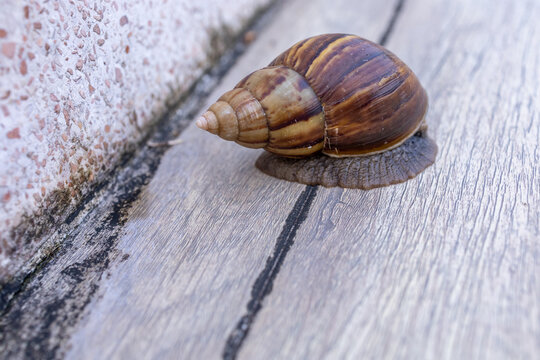 A Brown Snail Crawling on a Wooden Surface Texture