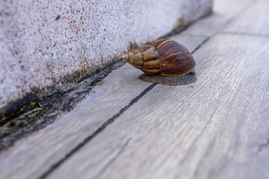 A Brown Snail Crawling on a Wooden Surface Texture