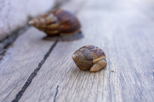 A Brown Snail Crawling on a Wooden Surface Texture