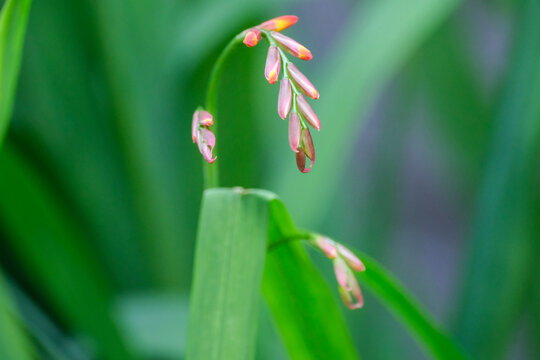 Crocosmia buds