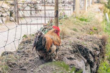 Colorful rooster resting on a rustic stone wall next to a wire fence on a farm © Olha K