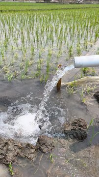 Water flows from a PVC pipe to irrigate green rice fields using an electric pump, ensuring proper farmland supply, healthy crop growth, and efficient agricultural irrigation under sunny sky.