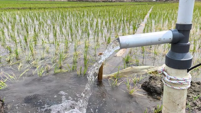 Water flows from a PVC pipe to irrigate green rice fields using an electric pump, ensuring proper farmland supply, healthy crop growth, and efficient agricultural irrigation under sunny sky.