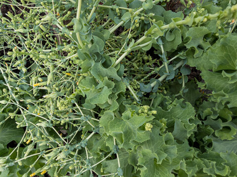 Overmature Bolting Lactuca Sativa Lettuce Crop with Yellow Flowers