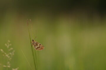 una farfalla melitaea athalia al tramonto in primavera © Simona