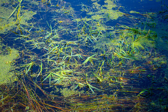 Shallow river water with plants