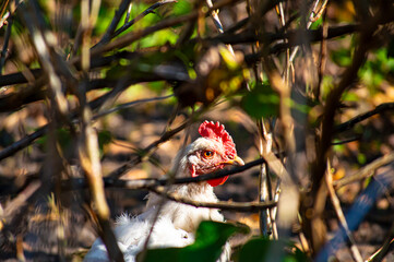 Chicken hiding behind thick branches © AileenK