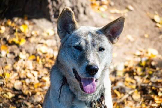 Fluffy wolfdog laika in autumn
