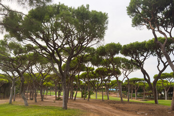 Naklejka premium Lush green golf course fairway with scattered trees under 