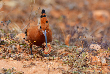 African hoopoe eating a centipede with crest raised © Eddie