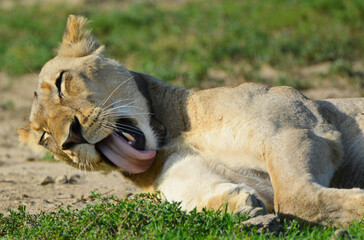 Collared lioness Panthera leo grooming with tongue out in Kalahari Botswana editorial © Eddie
