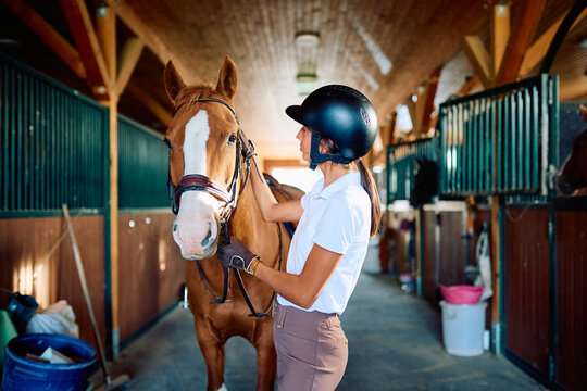 Young woman wearing a helmet and gloves, putting a bridle on her chestnut horse, getting ready for a ride in a horse stable