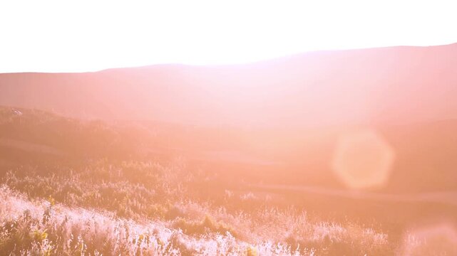 Golden rays of sunlight glow over gently sloping hills, casting a warm ambiance in the late afternoon. The landscape is dotted with delicate grasses swaying in a gentle breeze.