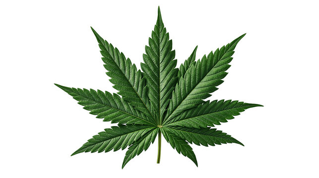 Vibrant green serrated cannabis leaf with distinct veins and pointed lobes